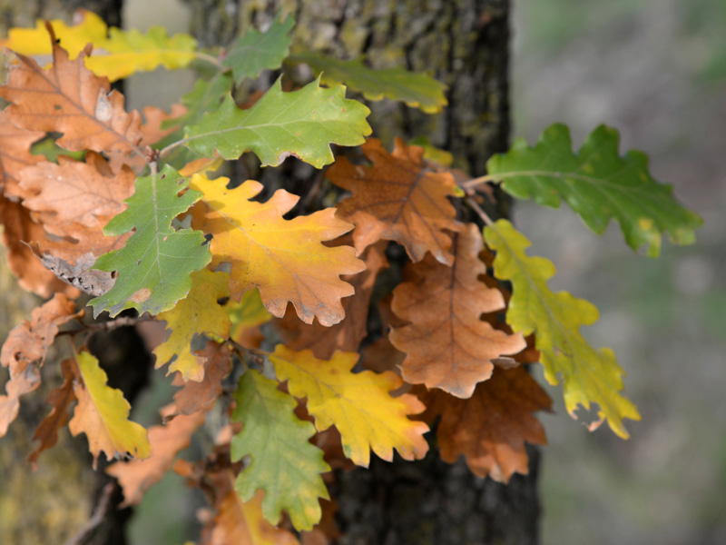 Downy oak leaves (Quercus pubescens)
